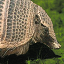 Armadillo