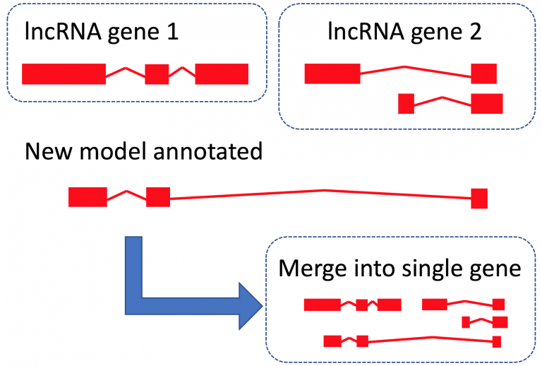 Ensembl Insights: Annotating Readthrough Transcription In Ensembl ...