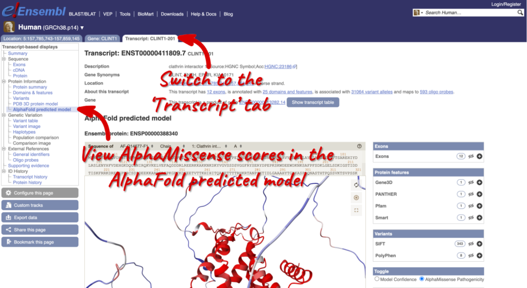 A screenshot of the 'Transcript' tab for the human CLINT1 gene. AlphaMissense scores can be visualised by opening the 'Protein Information: AlphaFold predicted model' display.