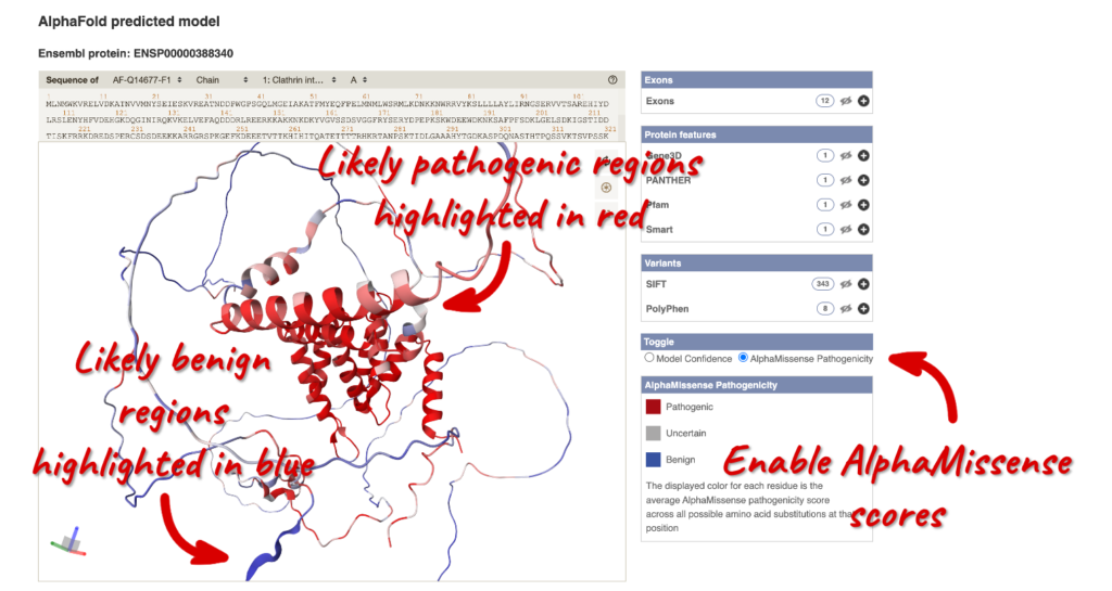 A screenshot of the 'AlphaFold predicted model' for the human CLINT1-201 transcript. AlphaMissense scores can be visualised in the protein model by selecting 'AlphaMissense Pathogenicity' under 'Toggle' in the right-hand panel. Likely pathogenic regions are highlighted in red in the protein structure and likely benign regions are highlighted in blue.